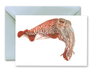 Cuttlefish Greetings Card